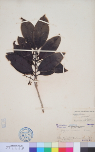 Specimen thumbnail